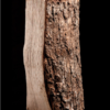 Getrocknete Asche – halbe Palette – 25 cm